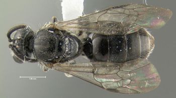 Media type: image;   Entomology 610493 Aspect: habitus dorsal view
